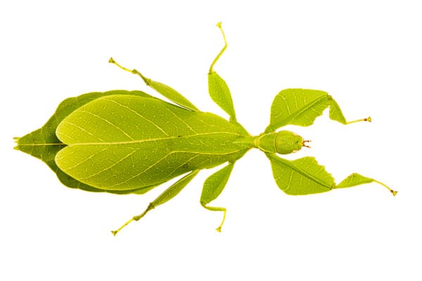 A leaf insect Phyllium sp photographed in the MYN field studio