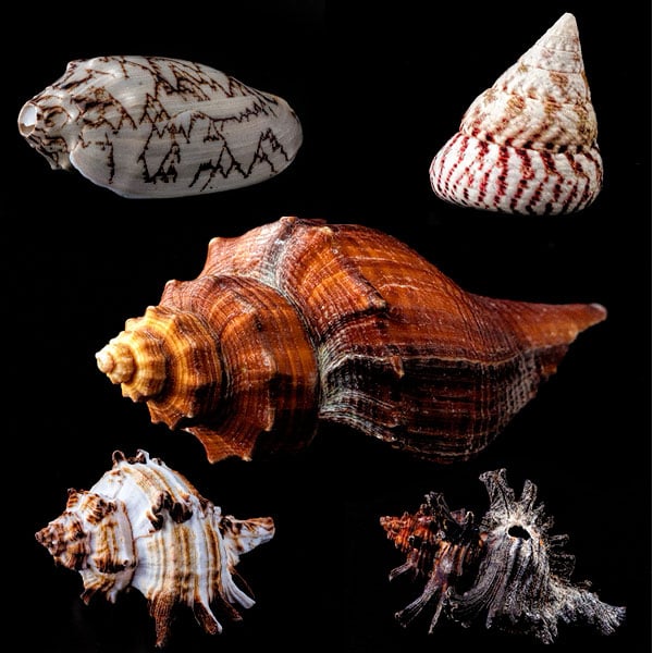 Your collection of sea shells may be a good starting point to try photographing a collection