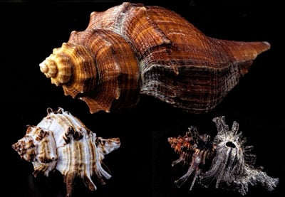 How to Get Started with Collections Photography for Fun and Profit