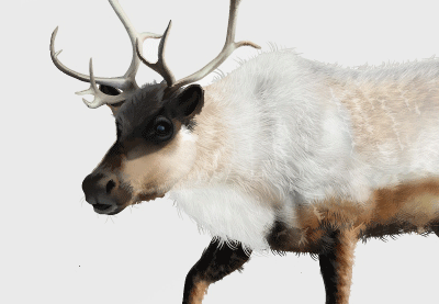 How to Create a Realistic Reindeer with Gradient Mesh in Adobe Illustrator