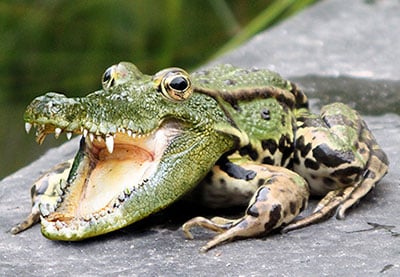 Consejo rápido: combina un cocodrilo y una rana en Photoshop