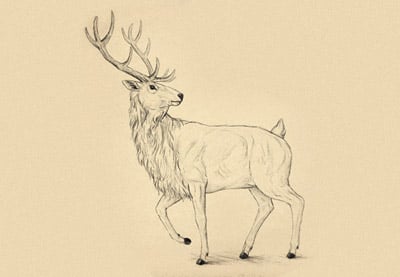 Wie man Tiere zeichnet: Deer - Species and Anatomy