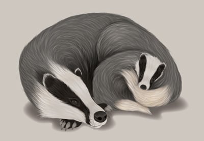 Create a Fur Texture, Family Badger Scene in Adobe Illustrator