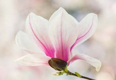 16 Schriftarten ähnlich wie Magnolia Sky