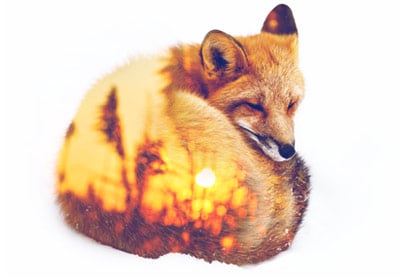 How to Customize a Photoshop Action