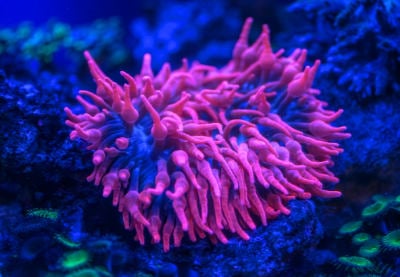 Bagaiamana membuat Mockup Video kaos dengan Placeit.