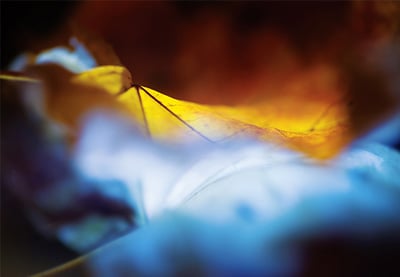 Abstract and Colourful Close-Ups