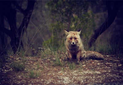 Entendiendo los derechos de autor y las licencias para fotografía