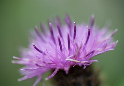 Full-Frame vs. Crop-Sensor Cameras for Macro Photography