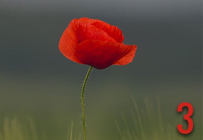 Las 3 mejores plantillas de video de After Effects para celebrar el Día del Recuerdo