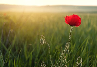 4 Top Remembrance Video Templates for After Effects