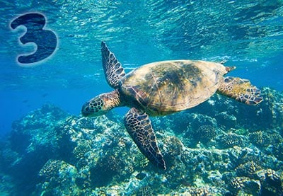 Hydrosphere: 3 Top After Effects Templates for World Oceans Day (June 8th)