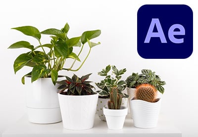 3 Top Indoor Plant, Gardening and Horticulture Video Templates for After Effects