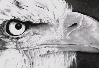 Cómo Dibujar Un Retrato Realista de un Pájaro en Lápiz