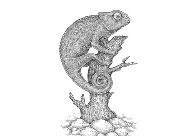 How to Draw a Lizard With Ink Liners