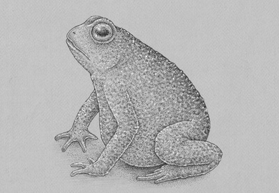 How to Draw a Frog Step by Step 