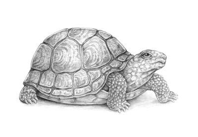 How to Draw a Turtle