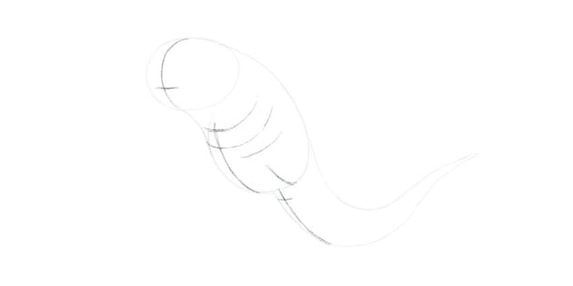 sketch the perspective of the body