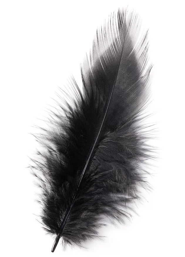 feather 