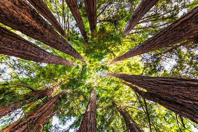 Low angle view of forest canopy