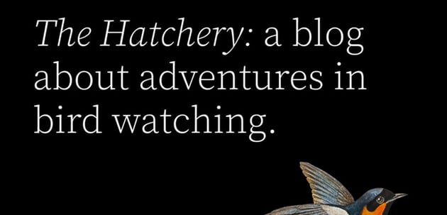 Twenty Twenty-Two is a WordPress free blog theme