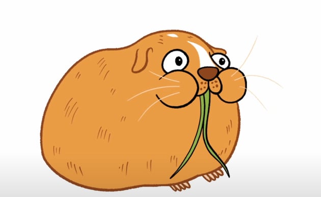 Final sequence of Ginger the guinea pig.