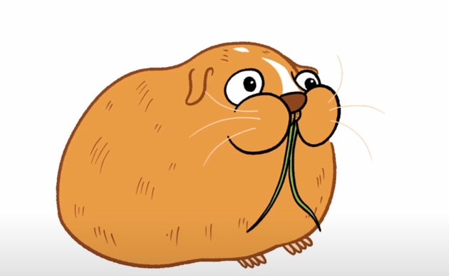 Final sequence of Ginger the guinea pig.