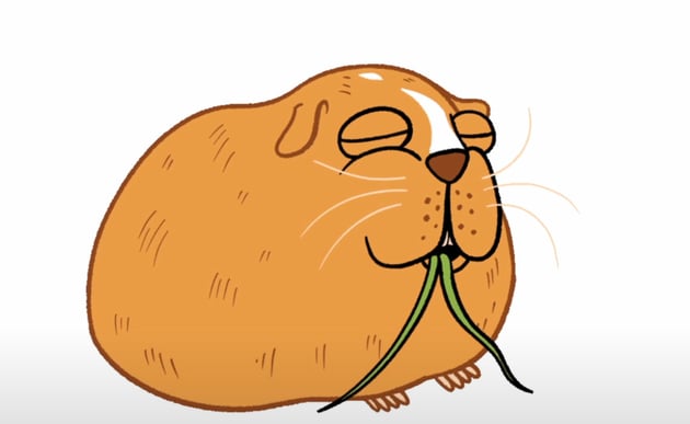 Final sequence of Ginger the guinea pig.