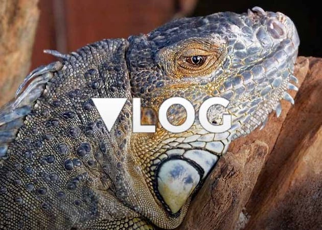 Vlog WordPress vlogging theme