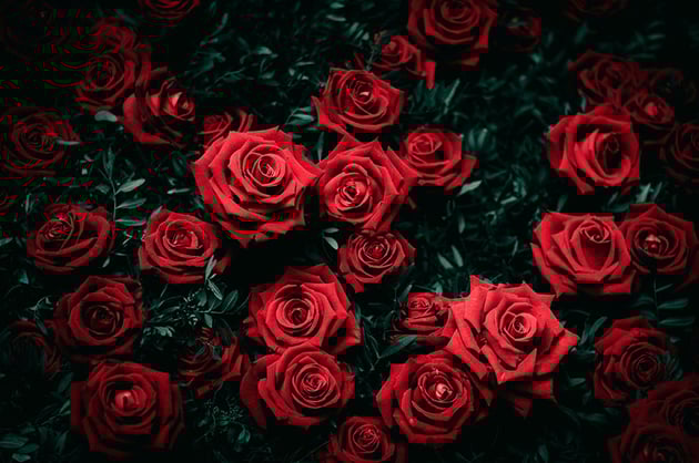 Roses