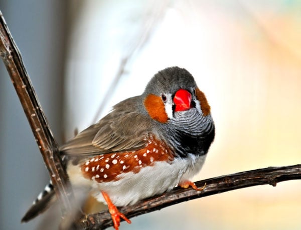 Photodune Zebra Finch