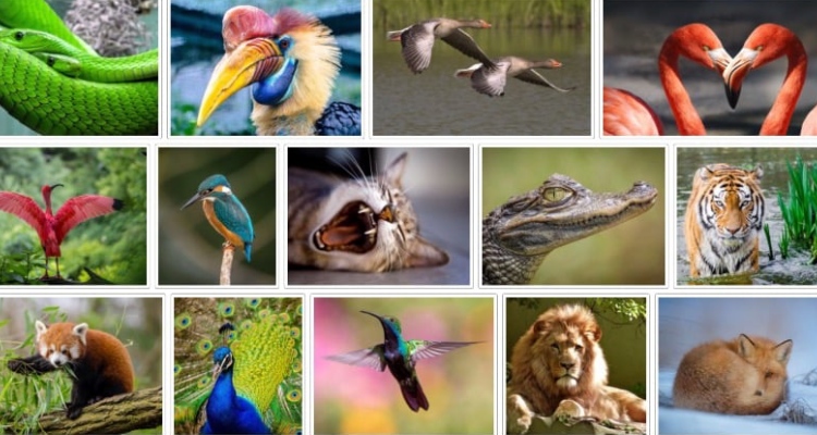 Global Gallery WordPress Carousel