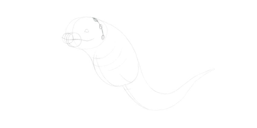 draw the base of the gills