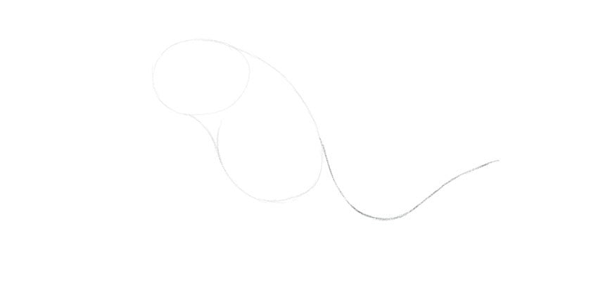 draw the upper part of the tail