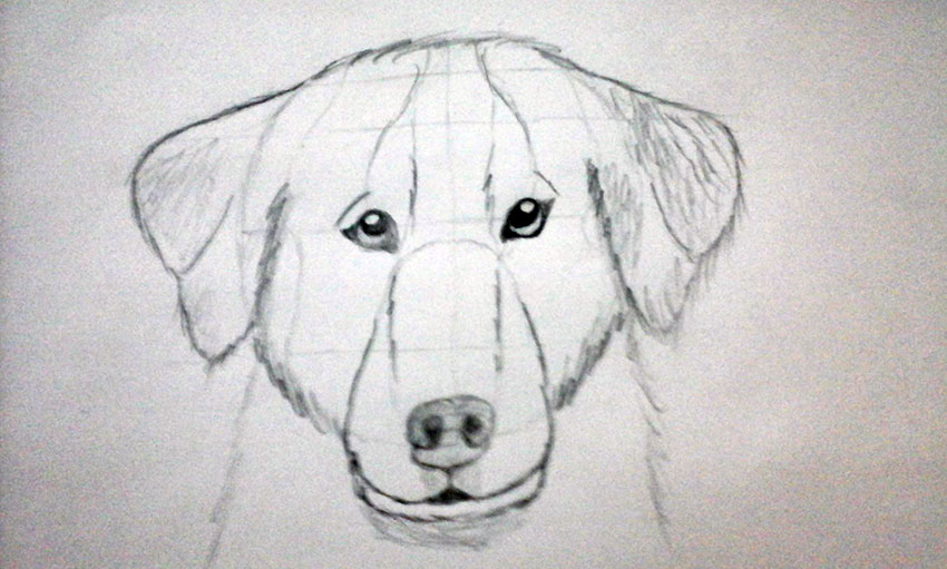 User Guest shared their first animal drawing thanks to a tutorial on dog and wolf anatomy by Monika Zagrobelna