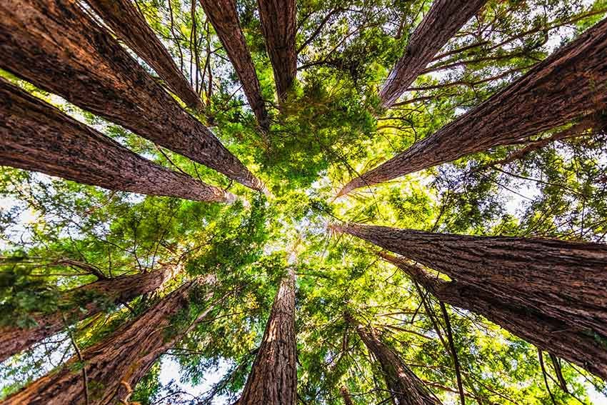 Low angle view of forest canopy