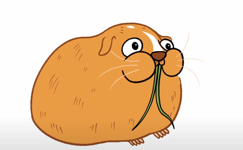 Final sequence of Ginger the guinea pig.