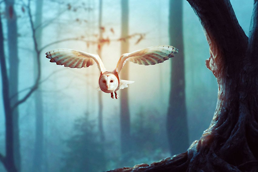 Owl Photo Manipulation Photoshop Tutorial 