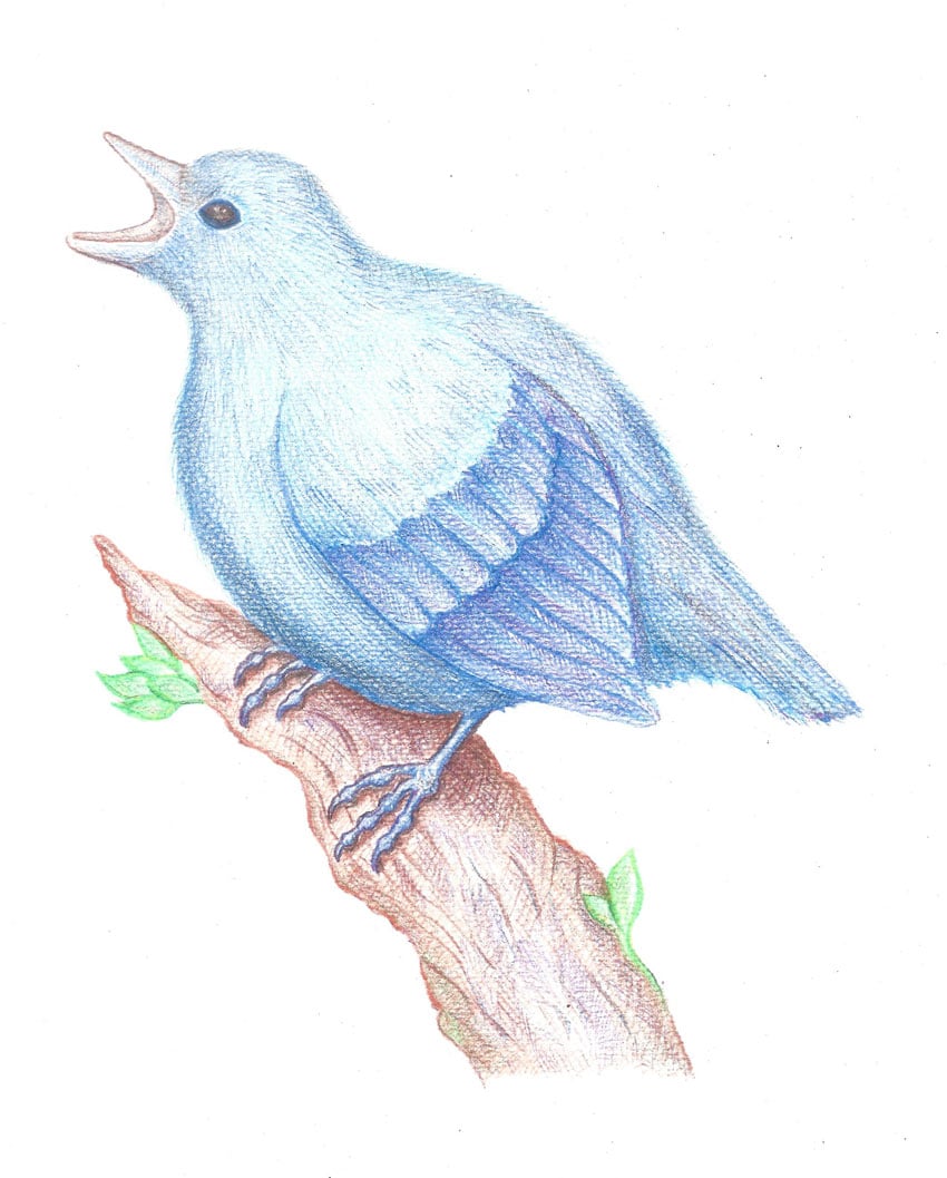 How to Draw a Bird Step by Step