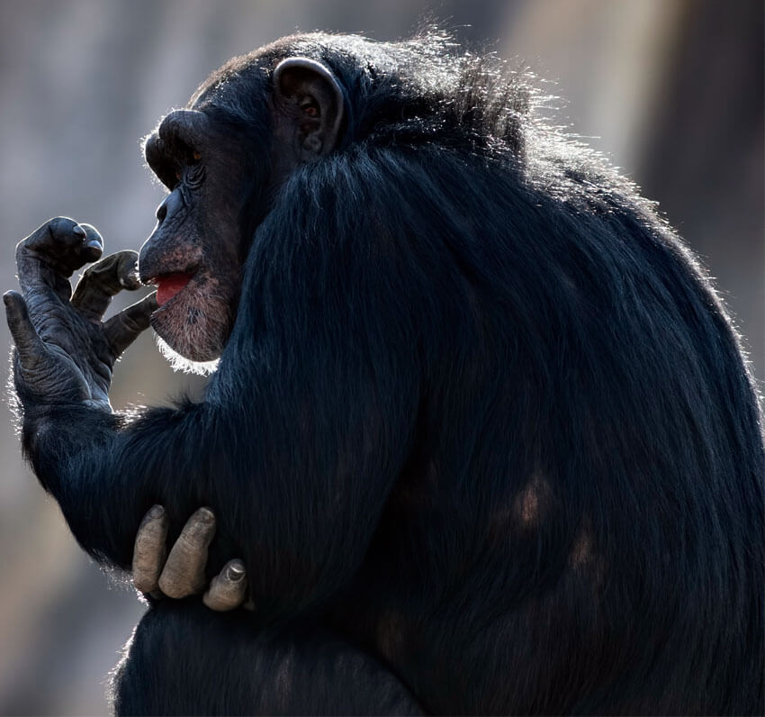 PhotoDune Image - Chimpanzee by macropixel 