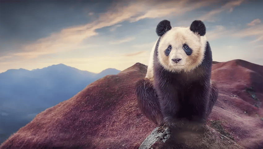 giant panda composite