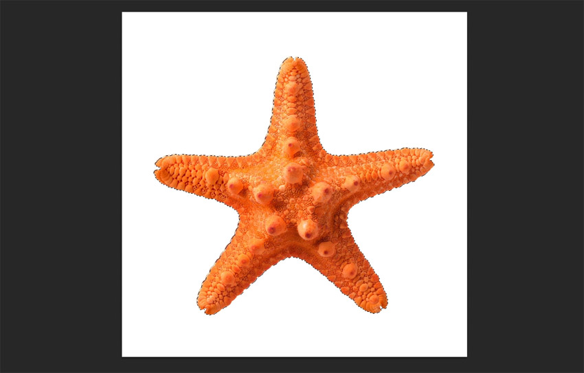 starfish selected