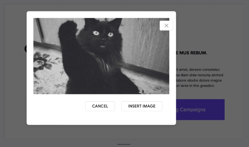 How to put a Gif in Google Slides with a URL