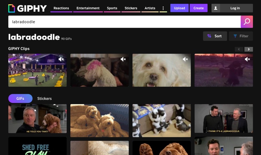 Labradoodle preview image