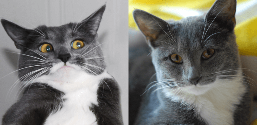 Pixel The Cat Copyright Rowena Aitken and Andrew Knox